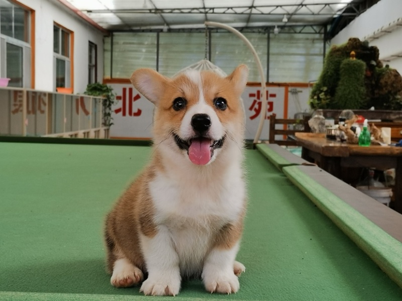 柯基犬柯基幼犬活体小短腿可爱家犬陪伴犬