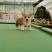 柯基犬柯基幼犬活体小短腿可爱家犬陪伴犬