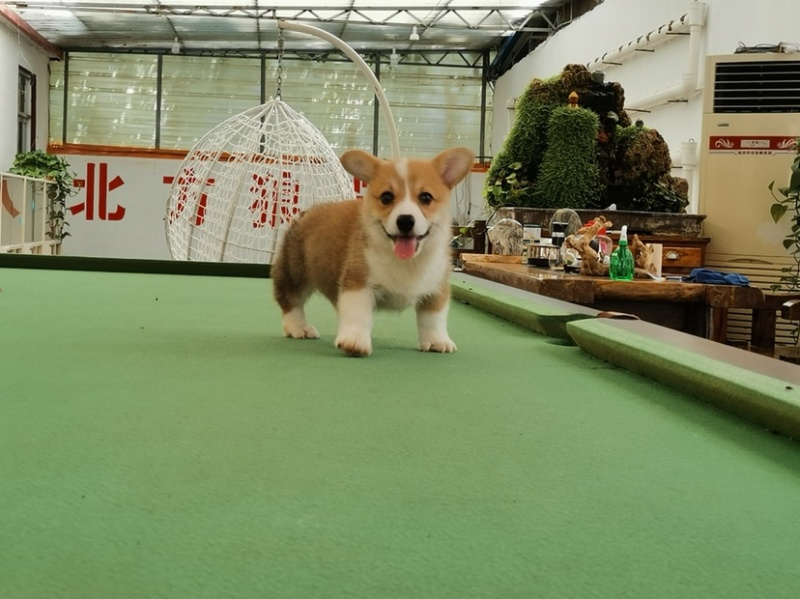 柯基犬柯基幼犬活体小短腿可爱家犬陪伴犬