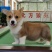 柯基犬柯基幼犬活体小短腿可爱家犬陪伴犬