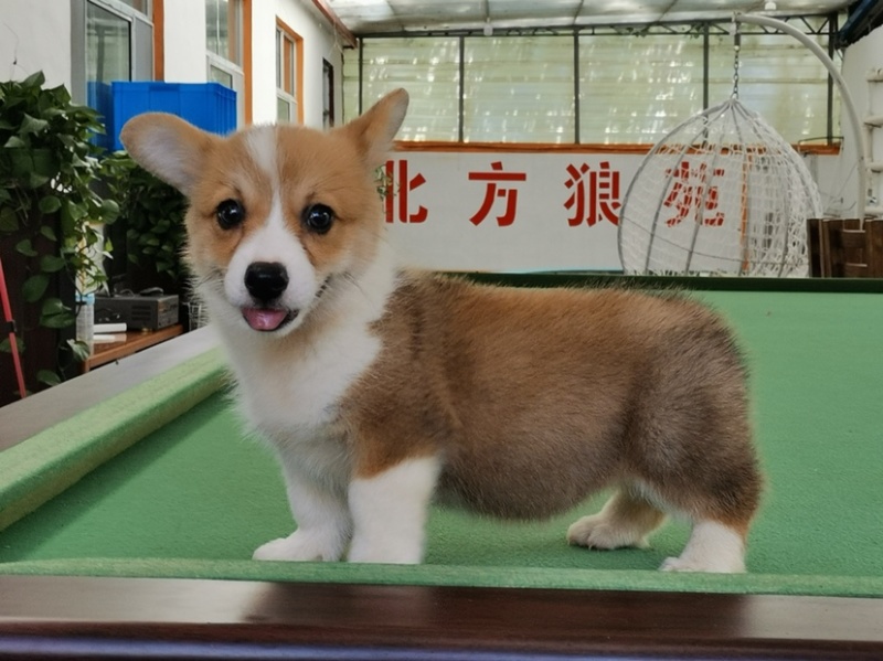 柯基犬柯基幼犬活体小短腿可爱家犬陪伴犬