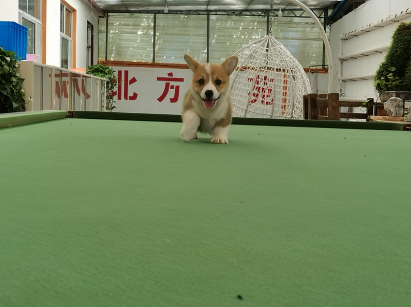 柯基犬柯基幼犬活体小短腿可爱家犬陪伴犬
