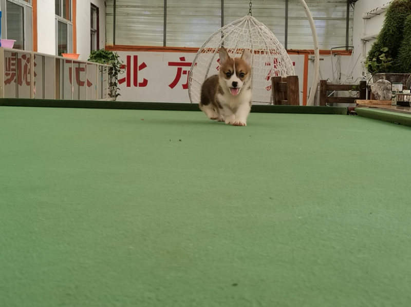 柯基犬柯基幼犬活体小短腿可爱家犬陪伴犬