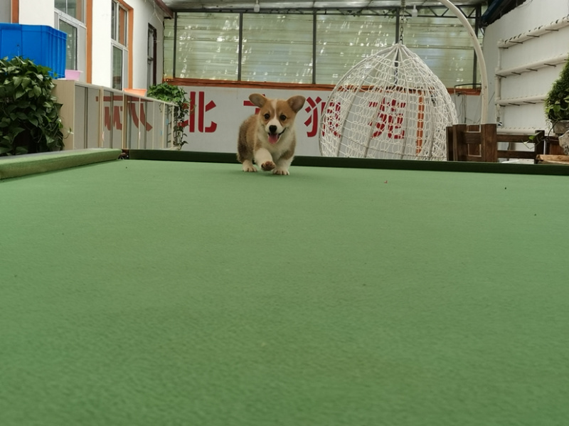 柯基犬柯基幼犬活体小短腿可爱家犬陪伴犬