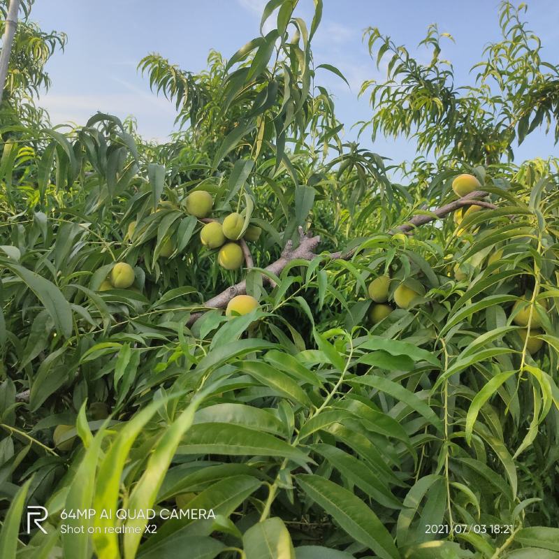徐州铜山区何桥镇500亩黄金冠即将开园，个头大！