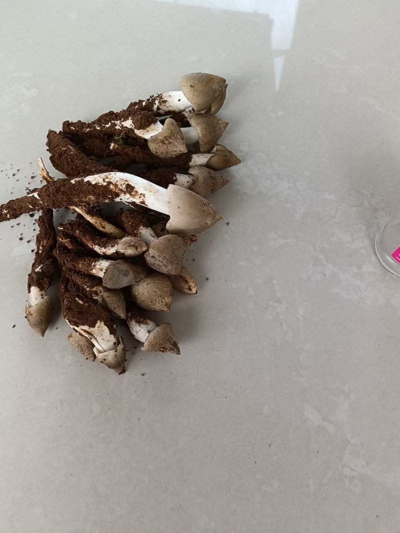 大凉山，野生鸡枞菌，应季产品，产地直销，物美价廉