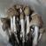 大凉山，野生鸡枞菌，应季产品，产地直销，物美价廉