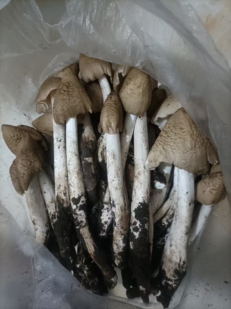 大凉山，野生鸡枞菌，应季产品，产地直销，物美价廉