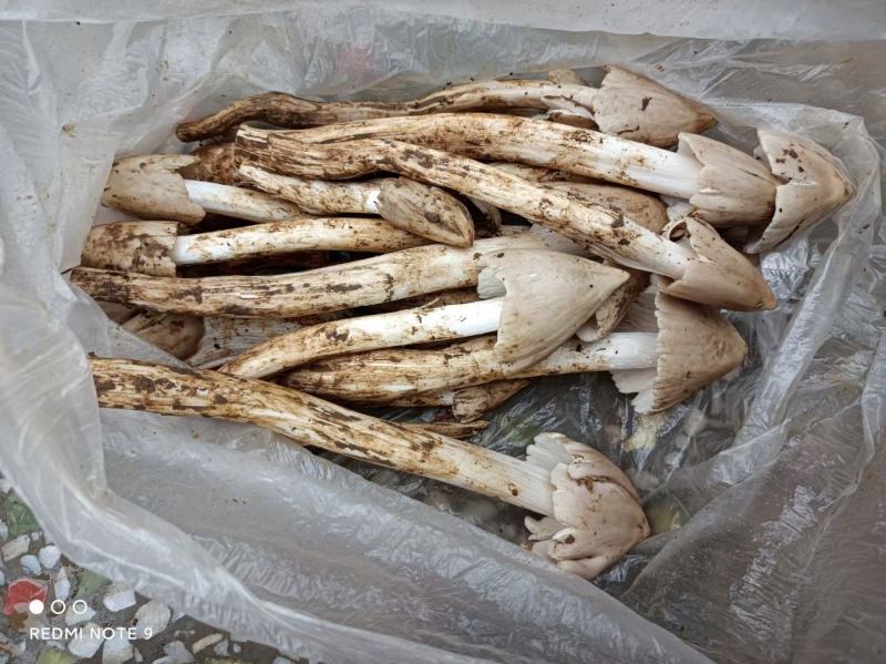 大凉山，野生鸡枞菌，应季产品，产地直销，物美价廉