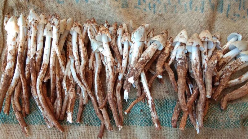 大凉山，野生鸡枞菌，应季产品，产地直销，物美价廉
