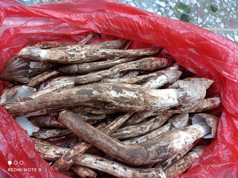 大凉山，野生鸡枞菌，应季产品，产地直销，物美价廉