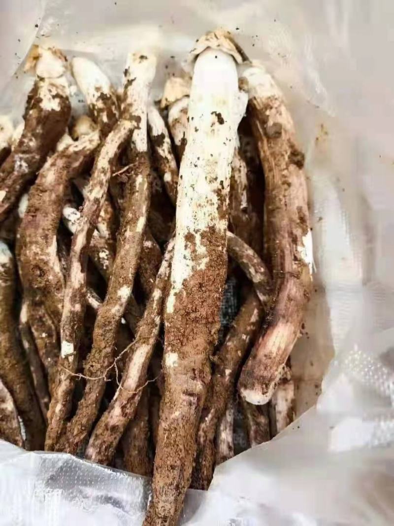 大凉山，野生鸡枞菌，应季产品，产地直销，物美价廉