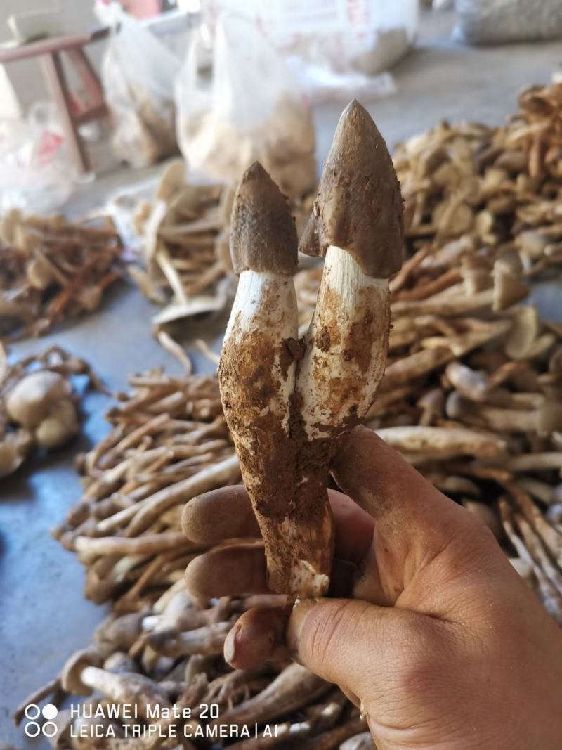 大凉山，野生鸡枞菌，应季产品，产地直销，物美价廉