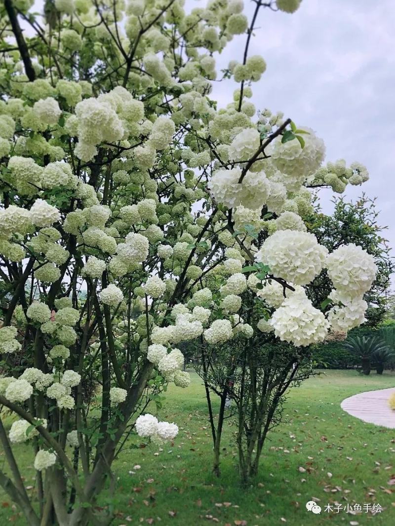 木绣球大花水亚木扦插苗热卖中全国快递邮寄