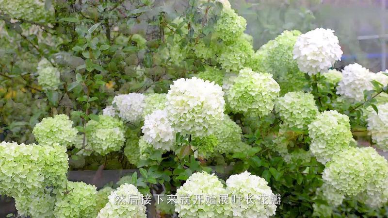 木绣球大花水亚木扦插苗热卖中全国快递邮寄