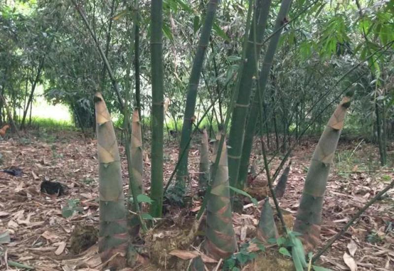 笋丝横丝（网红地摊展会暴利产品）60斤一袋