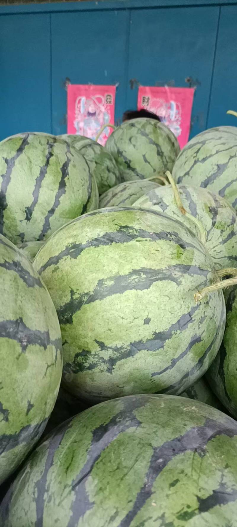 湖北美都，麒麟瓜8424无籽西瓜地头直发供货对接超市美团