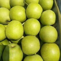 黄河古道沙滩皇冠梨大量上市了，皮薄脆甜，每天供货二十万斤