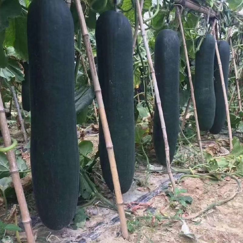 河南周口郸城