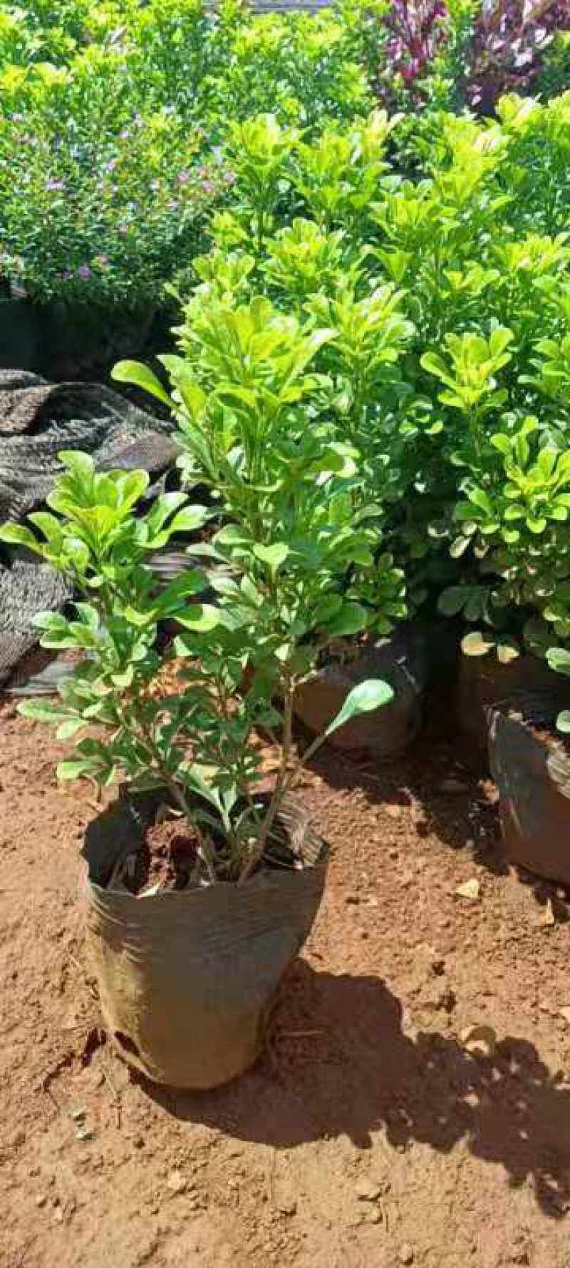 米兰小桶苗各种规格苗