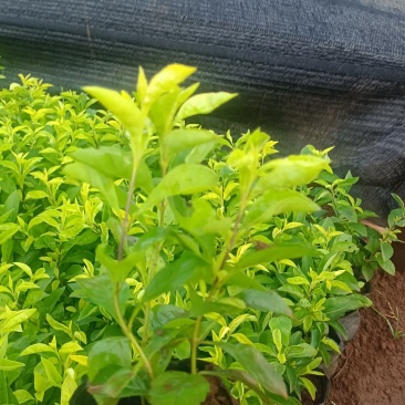 红心梅红梅小桶苗木花