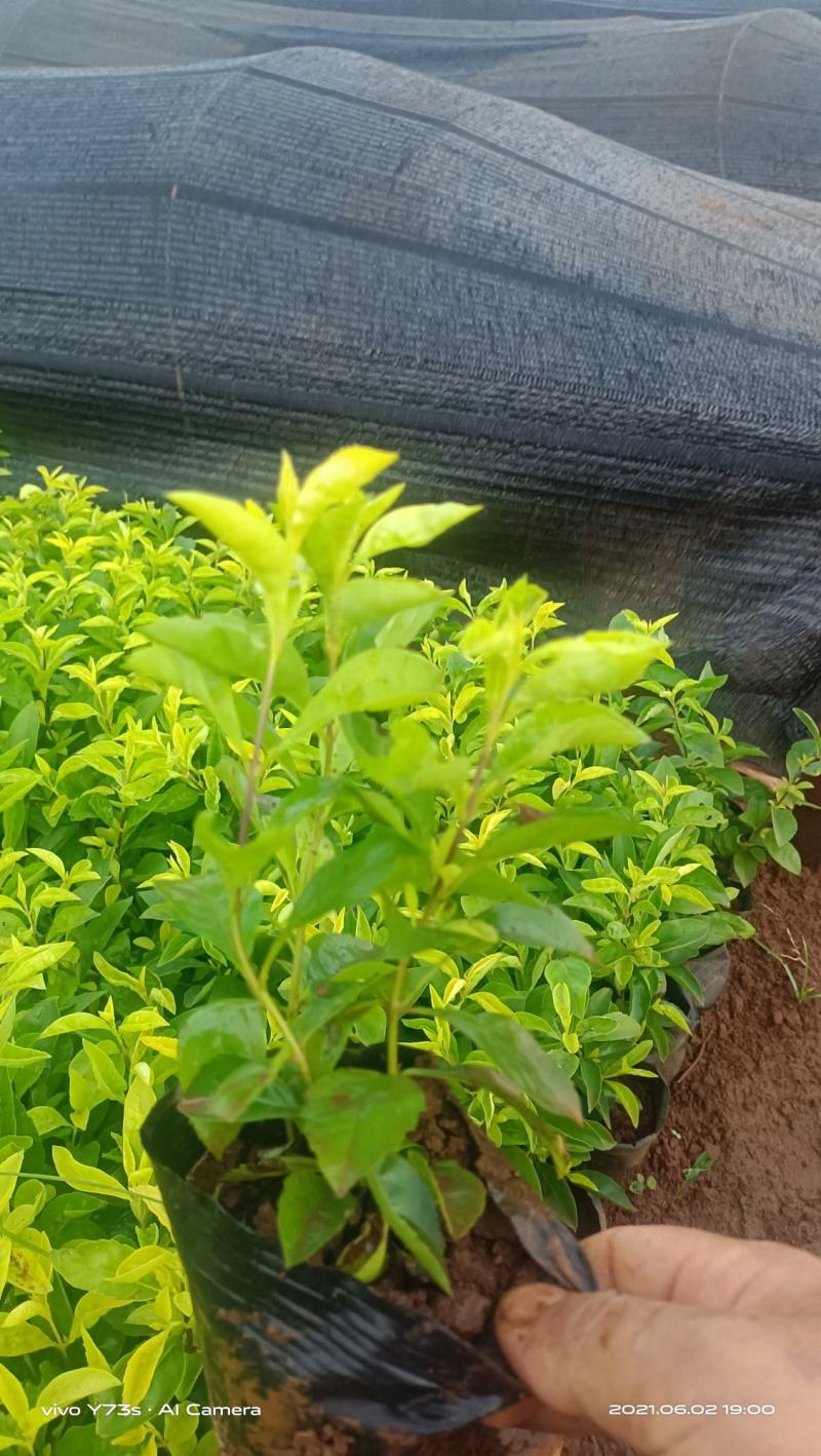 红心梅红梅小桶苗木花