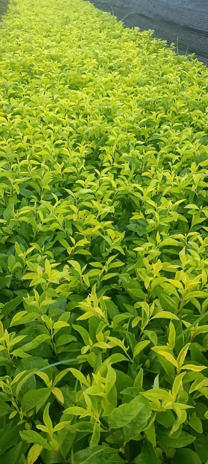 红心梅红梅小桶苗木花