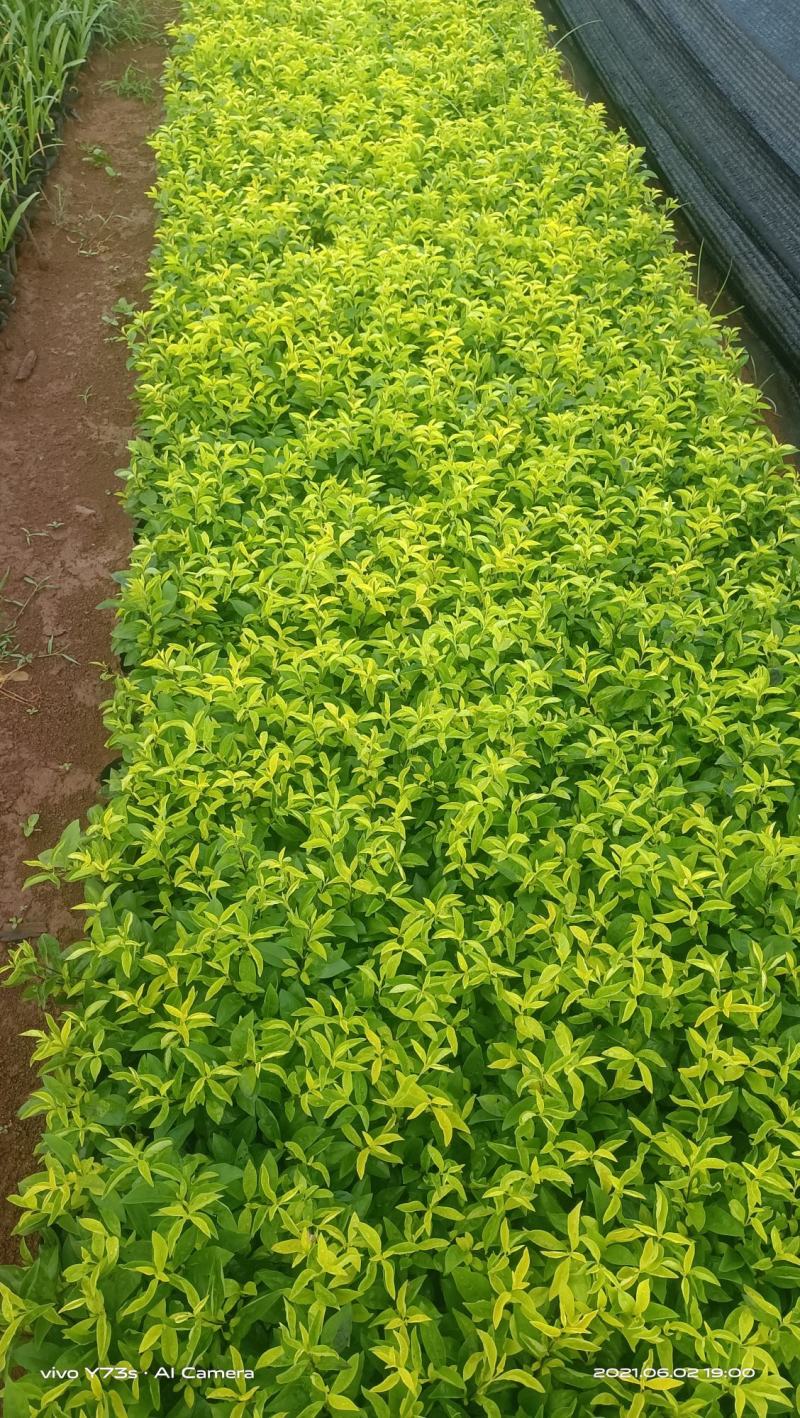 红心梅红梅小桶苗木花
