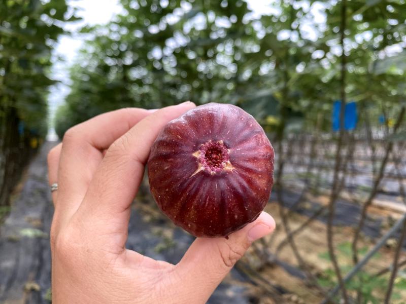 波姬红无花果