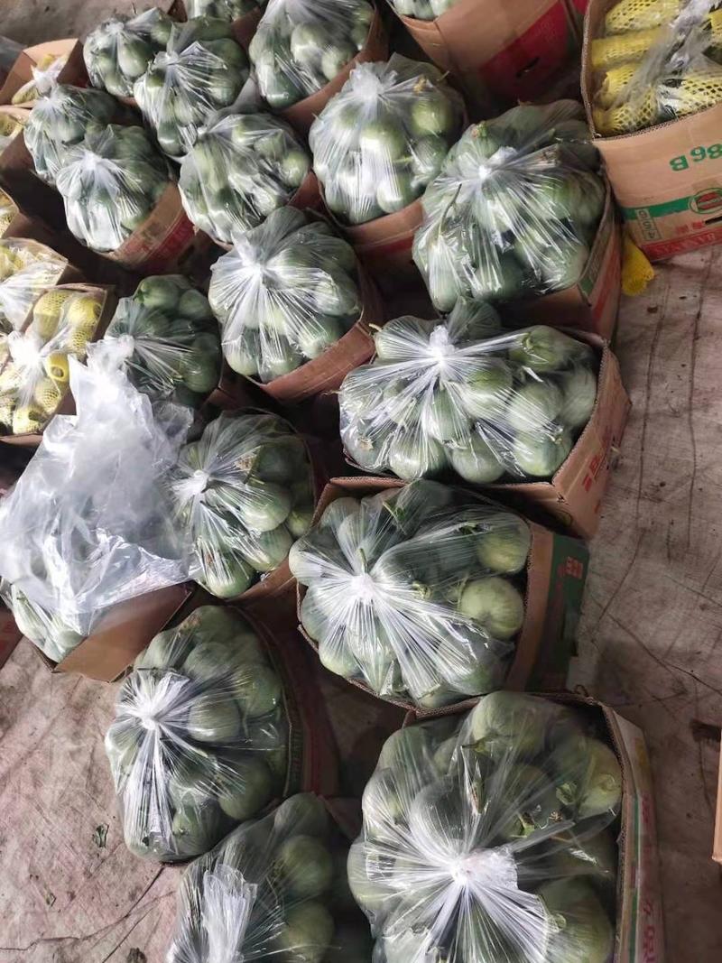 精品绿宝甜瓜，长年供应山东青州寿光各种应季甜瓜