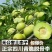 专业代办