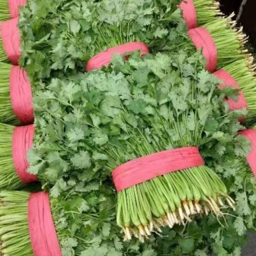 大叶香菜
