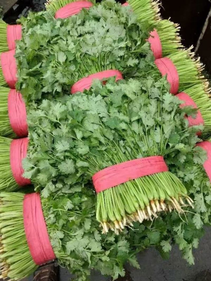 大叶香菜