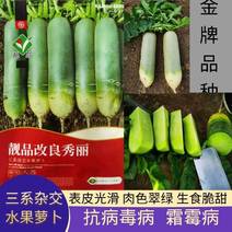 河南三系杂交水果萝卜种子秀丽表皮光滑肉色翠绿生食翠甜