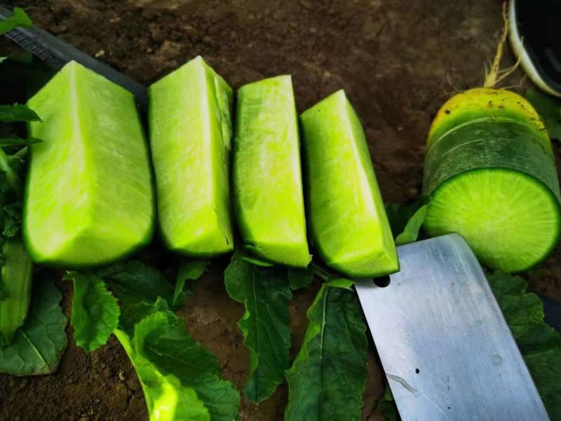 河南三系杂交水果萝卜种子秀丽表皮光滑肉色翠绿生食翠甜