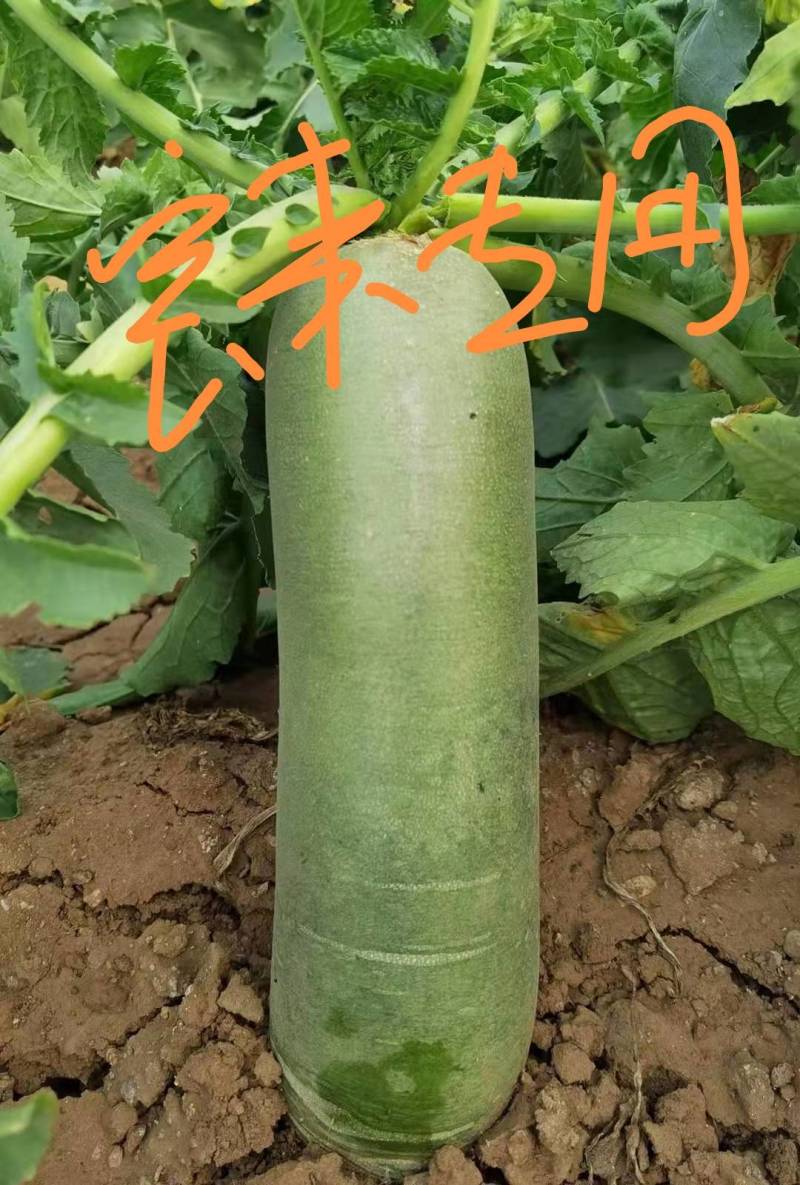河南靓品翠绿三系杂交水果萝卜种子小根型皮和肉翠绿品质甜翠