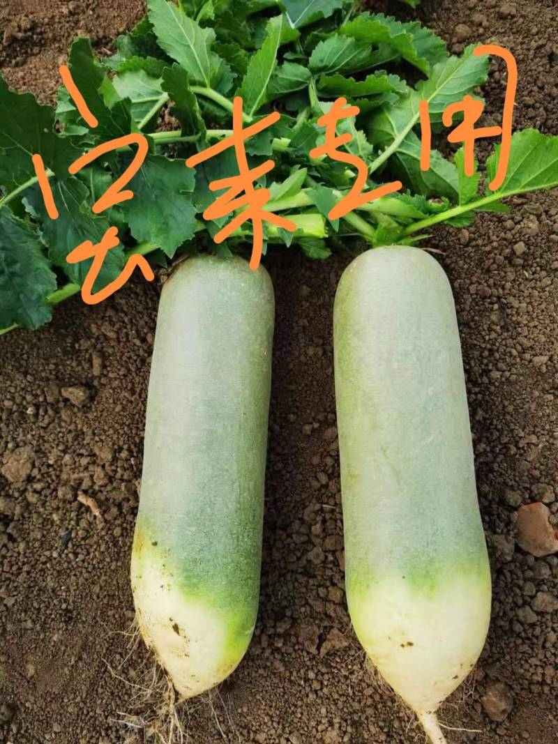 河南靓品翠绿三系杂交水果萝卜种子小根型皮和肉翠绿品质甜翠