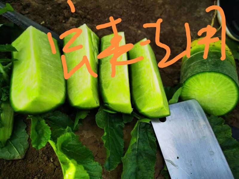 河南靓品翠绿三系杂交水果萝卜种子小根型皮和肉翠绿品质甜翠
