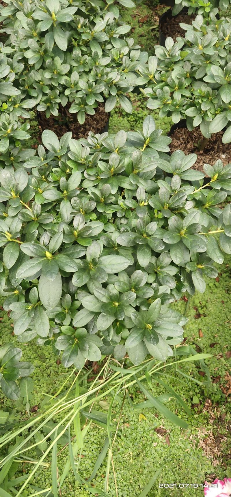 大红杜鹃花盆栽带花苞四季开花不断室内花卉绿植