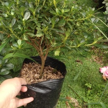 大红杜鹃花盆栽带花苞四季开花不断室内花卉绿植