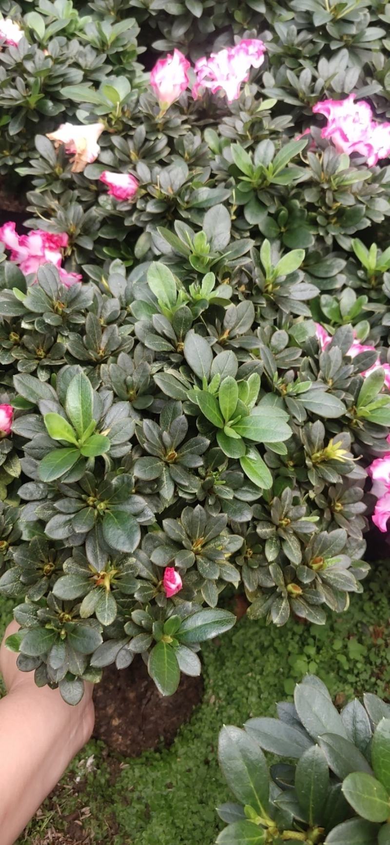 大红杜鹃花盆栽带花苞四季开花不断室内花卉绿植