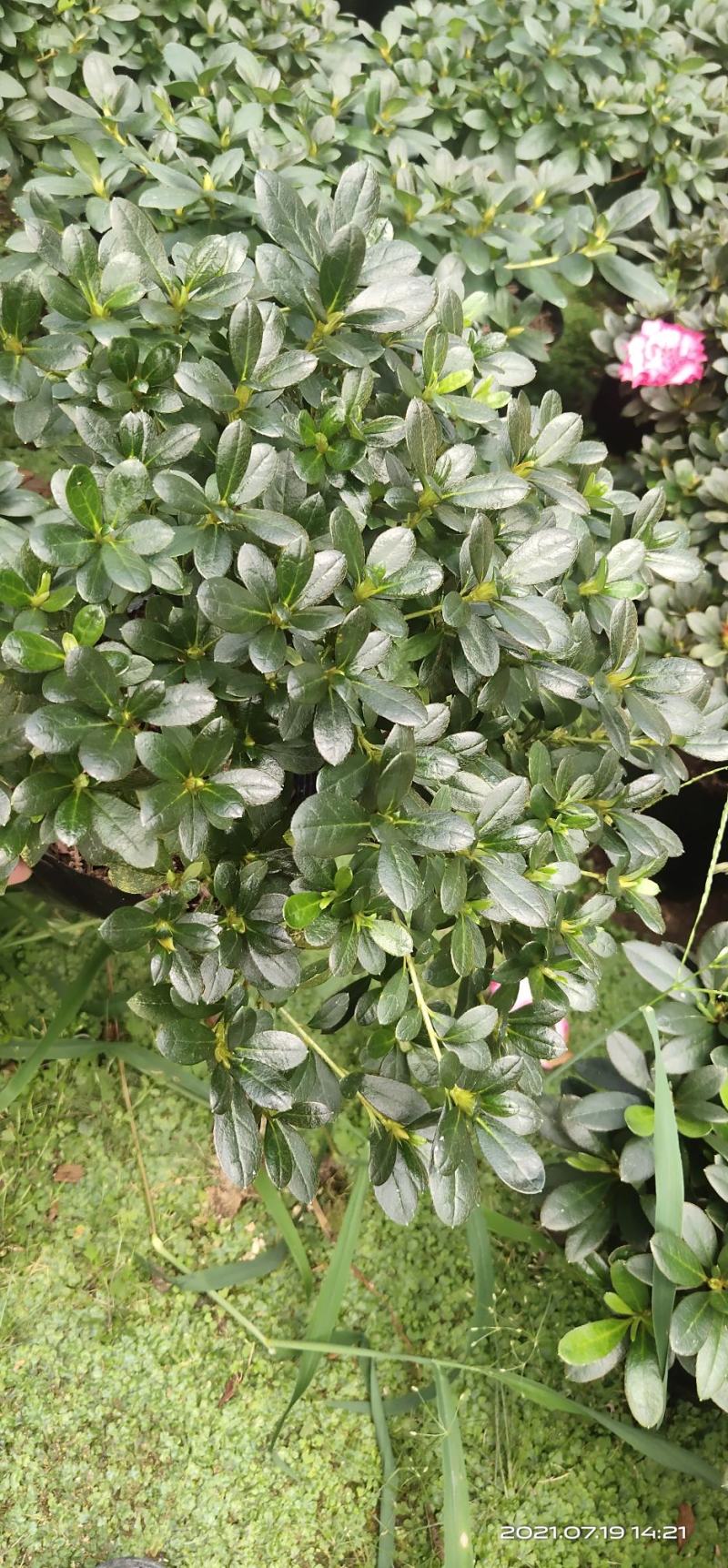 大红杜鹃花盆栽带花苞四季开花不断室内花卉绿植