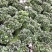 大红杜鹃花盆栽带花苞四季开花不断室内花卉绿植