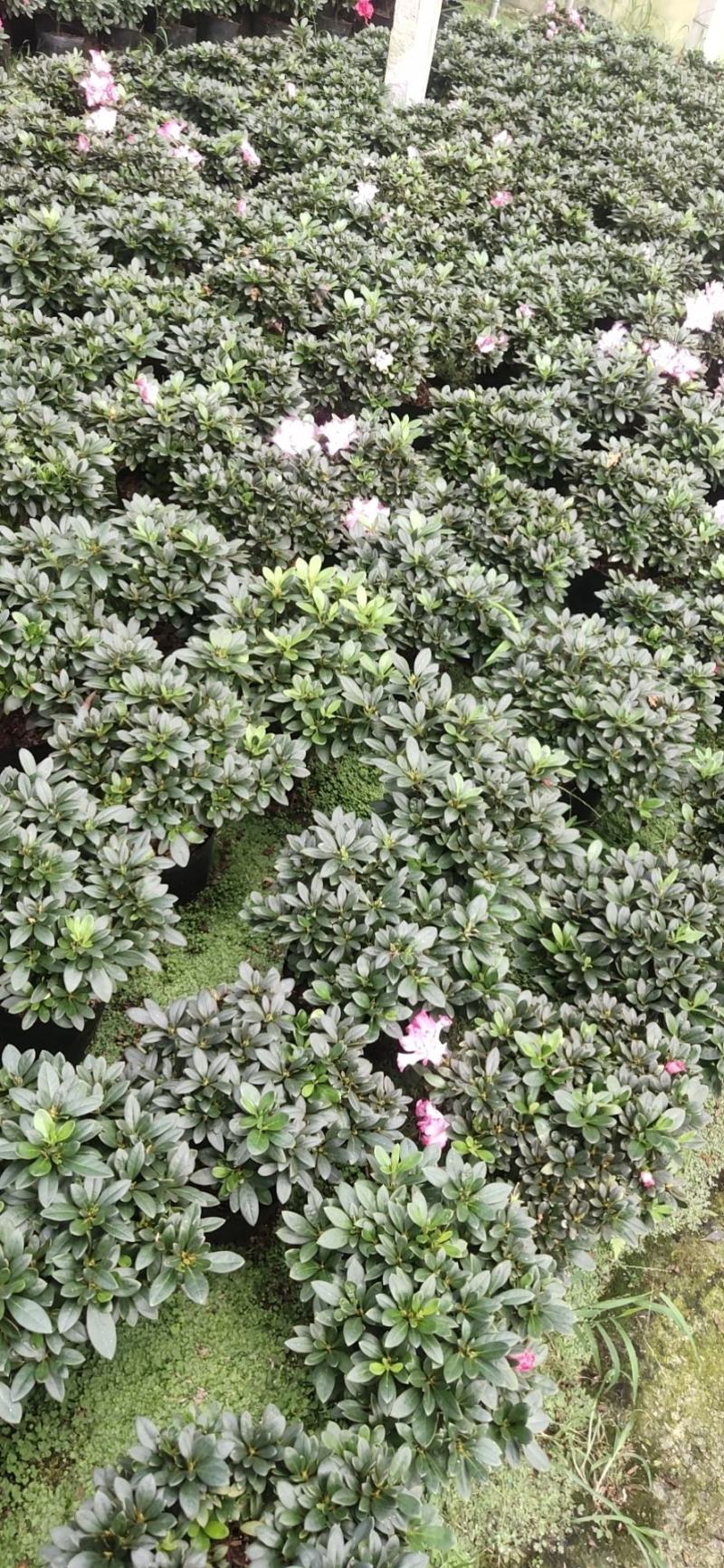 大红杜鹃花盆栽带花苞四季开花不断室内花卉绿植