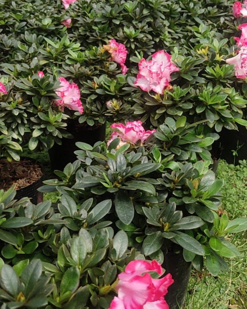 大红杜鹃花盆栽带花苞四季开花不断室内花卉绿植