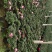 大红杜鹃花盆栽带花苞四季开花不断室内花卉绿植