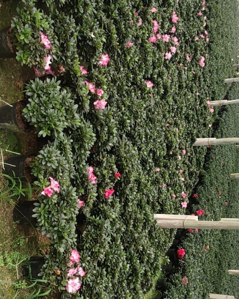 大红杜鹃花盆栽带花苞四季开花不断室内花卉绿植