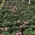 大红杜鹃花盆栽带花苞四季开花不断室内花卉绿植