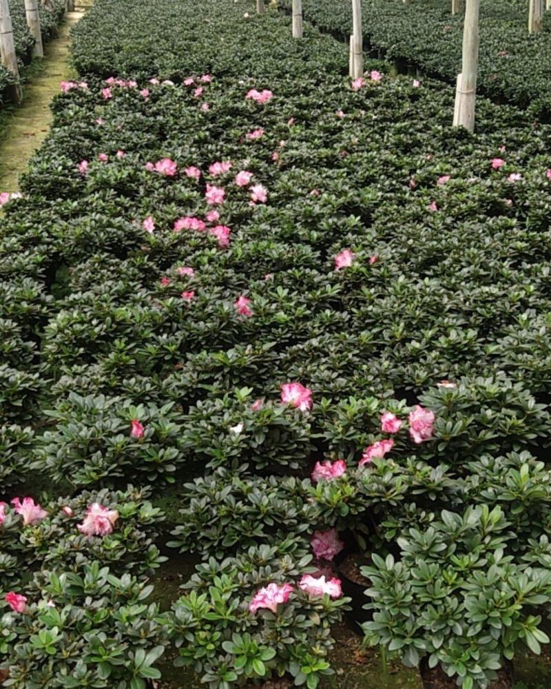大红杜鹃花盆栽带花苞四季开花不断室内花卉绿植