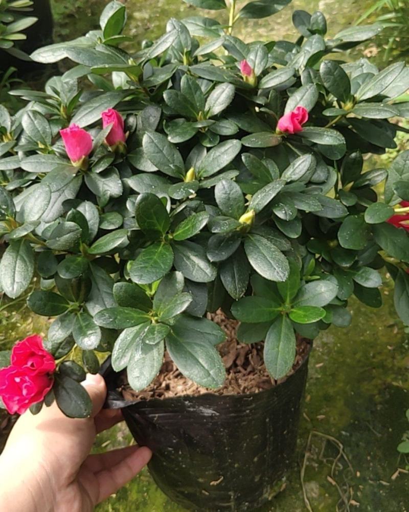 大红杜鹃花苗盆栽带花苞四季开花不断室内花卉绿植